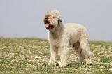 LAGOTTO 124